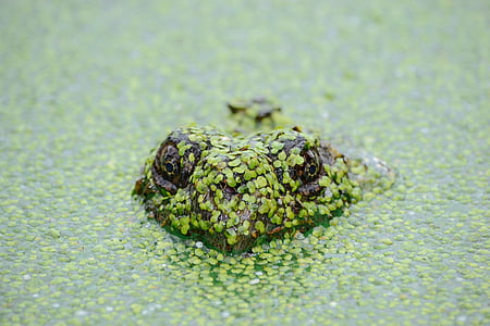frog in water covered with green leaves thumbnail