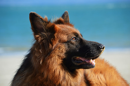 closeup photo of black and red German Shepherd thumbnail