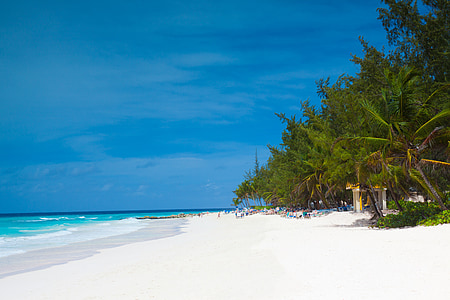 seashore near green trees thumbnail