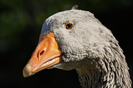 close-up photo of gray duck thumbnail