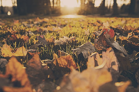 close-up photography of dried leaves thumbnail