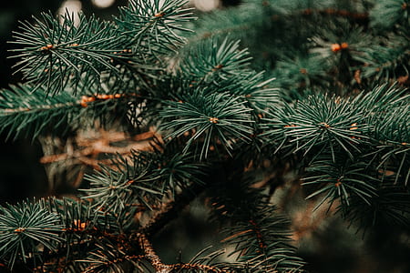 pine tree leaves thumbnail