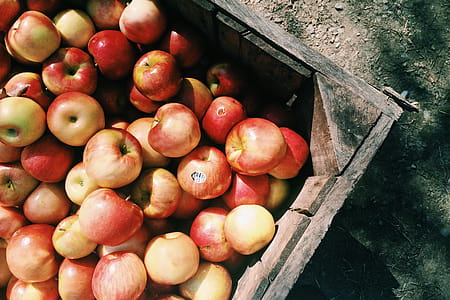 Red Apples thumbnail