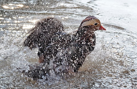 black bird on water thumbnail