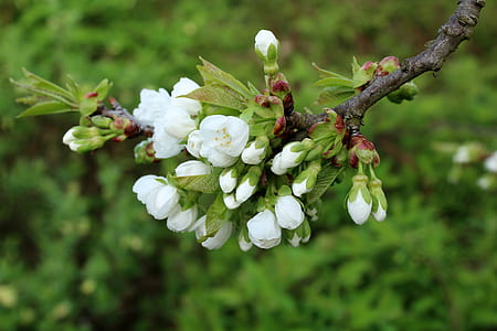 shallow focus photography of white flowers thumbnail