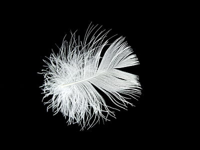 macro photography of white feather thumbnail