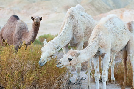 photo of camels near grass thumbnail