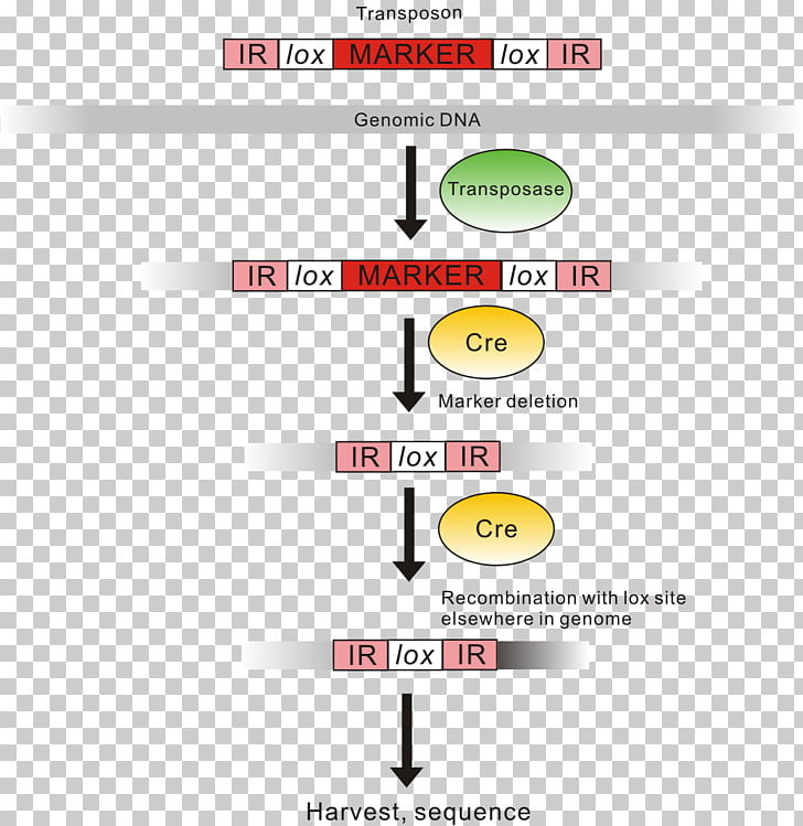 genomic library genome transposable element nucleic acid sequence genomic library