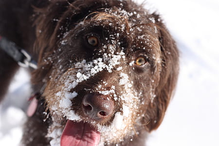 wire-haired liver dog standing on snow at daytime thumbnail
