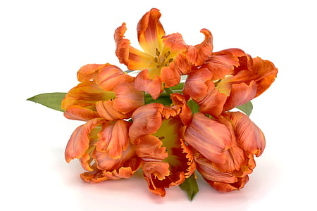 orange petaled flowers on white surface thumbnail