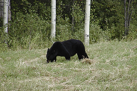 wildlife photography of bear thumbnail
