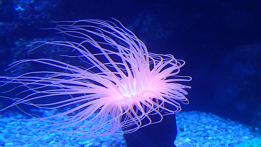 pink sea anemone under water thumbnail