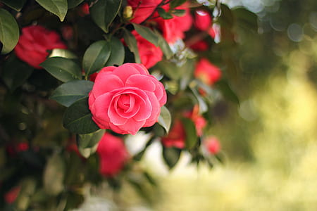 Pink Flower thumbnail