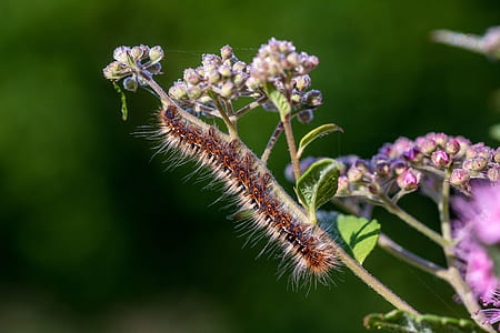 shallow focus photography of brown catterpillar thumbnail