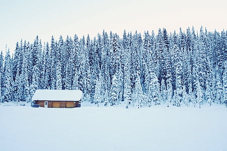 brown wooden house near the forest thumbnail
