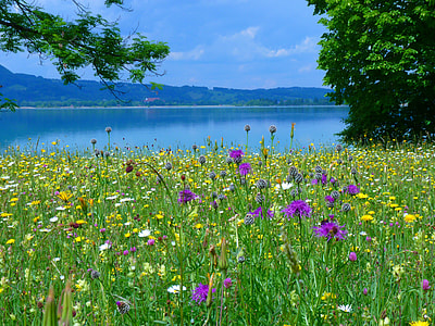 purple and yellow flowers near lake under blue sky thumbnail