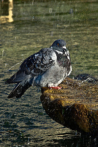 black and gray pigeon over body of water thumbnail