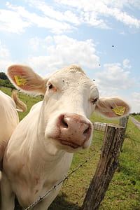 albino cow thumbnail