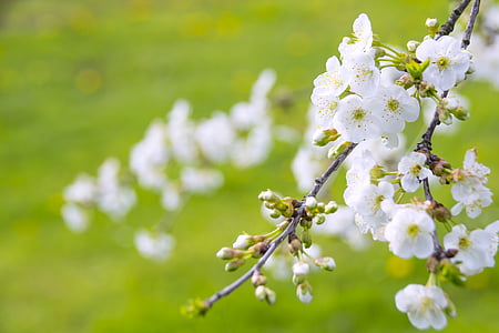 white cherry blossoms in closeup photo thumbnail