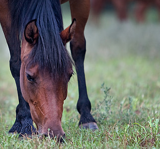 black and brown horse thumbnail