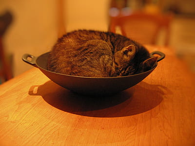 brown tabby cat sleeping on wok thumbnail