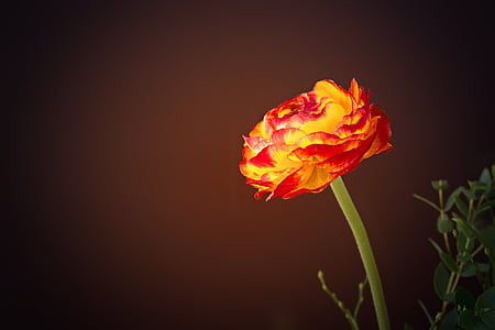 yellow-and-red petaled flower close-up photo thumbnail