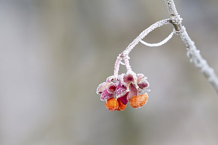 shallow focus photo of orange and pink flower thumbnail