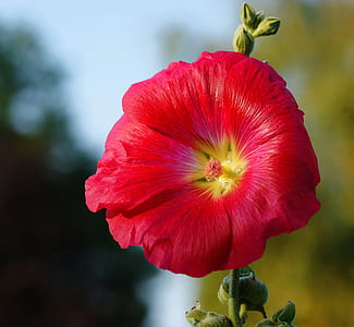 shallow focus photo of red petaled flower thumbnail