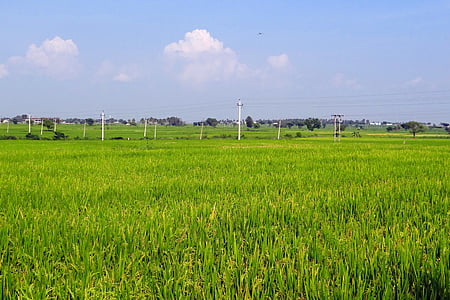 landscape photography of rice field thumbnail