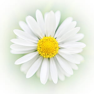 white flower thumbnail