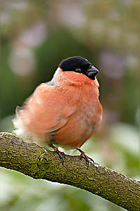bird perched on branch thumbnail