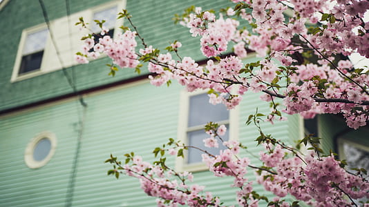 pink cherry blossom beside green house thumbnail