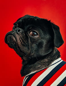 adult black pug close-up photography thumbnail