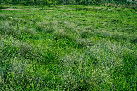 green grass photo during daytime thumbnail