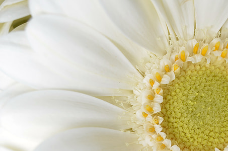 close-up photo of white Gerbera daisy flower thumbnail