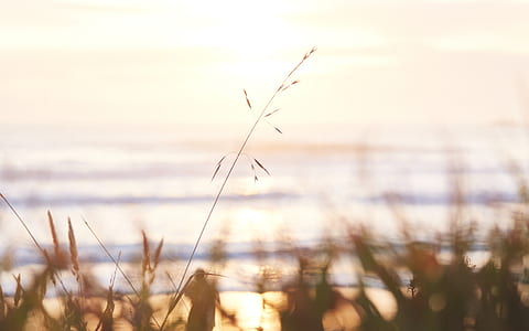 selective focus photography of plant near sea thumbnail
