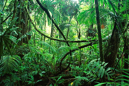 landscape photo of green leaf plants and trees thumbnail