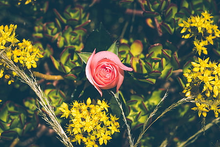pink rose plant thumbnail