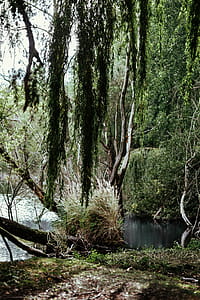 River reflection in the middle of the forest thumbnail
