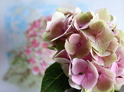 pink and white flowers thumbnail