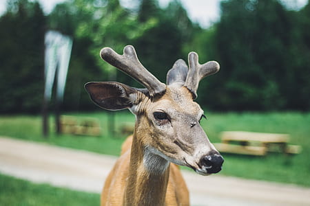 brown deer in shallow focus photography thumbnail