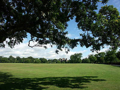 green trees thumbnail