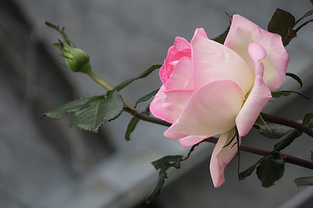 selective focus photography of pink rose thumbnail