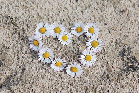 white daisy flowers forming heart on brown surface thumbnail
