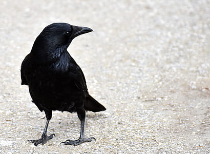 black crow on gray field thumbnail