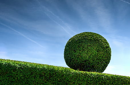 bush, garden, park, hedge thumbnail
