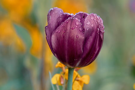 purple tulip flower thumbnail