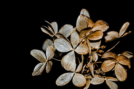 brown petaled flowers with black background thumbnail