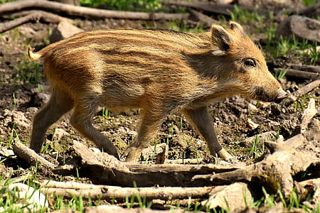 close-up photo of beige wild boar on brown soil thumbnail