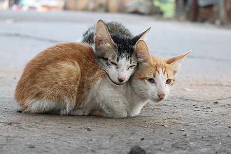 two brown and orange tabby cats on brown and gray concrete pavement thumbnail